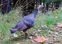 Meleagris gallopavo